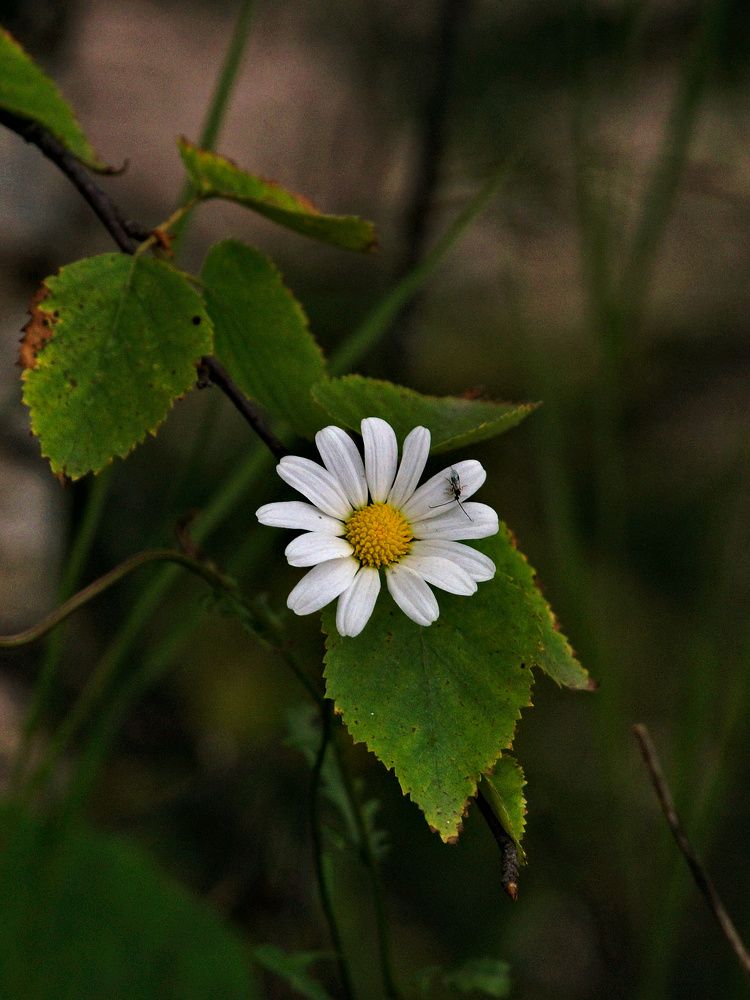 Photograph by Pakhomov Ilya