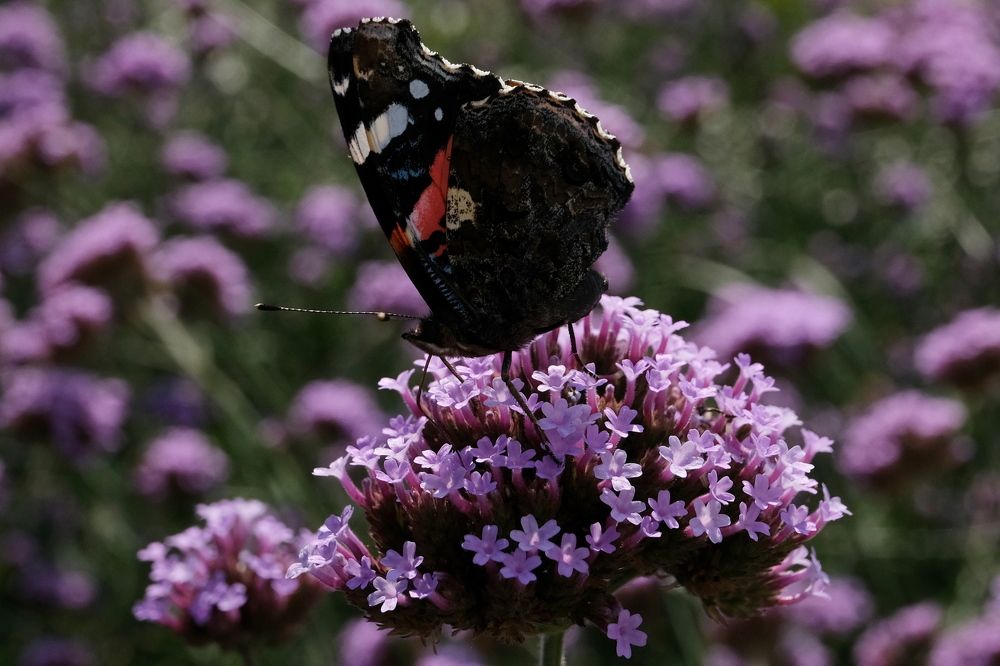 Photograph by Александр