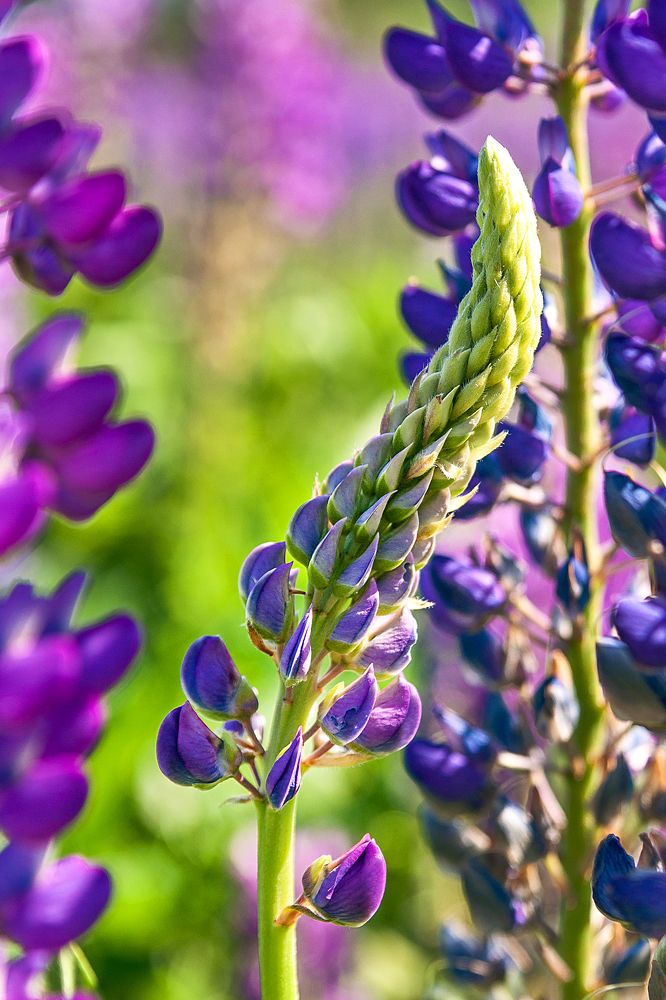 Фотография автора Ману Фалько