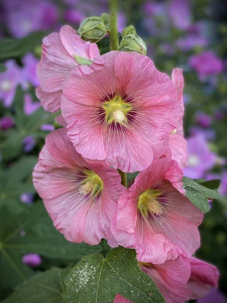 Photograph by Олег Дорошенко