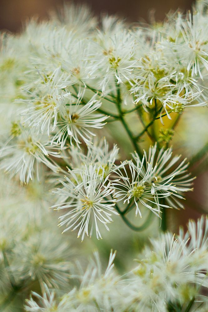 Фотография автора Ману Фалько