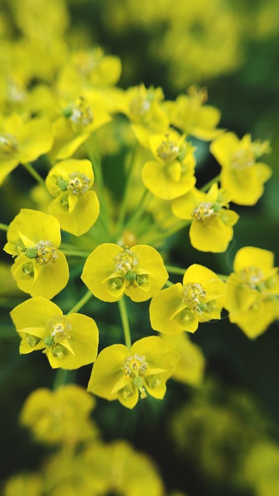 Фотография автора Анна Морозова