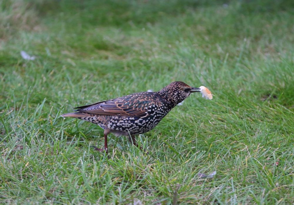 Photograph by Станислав Вершинин