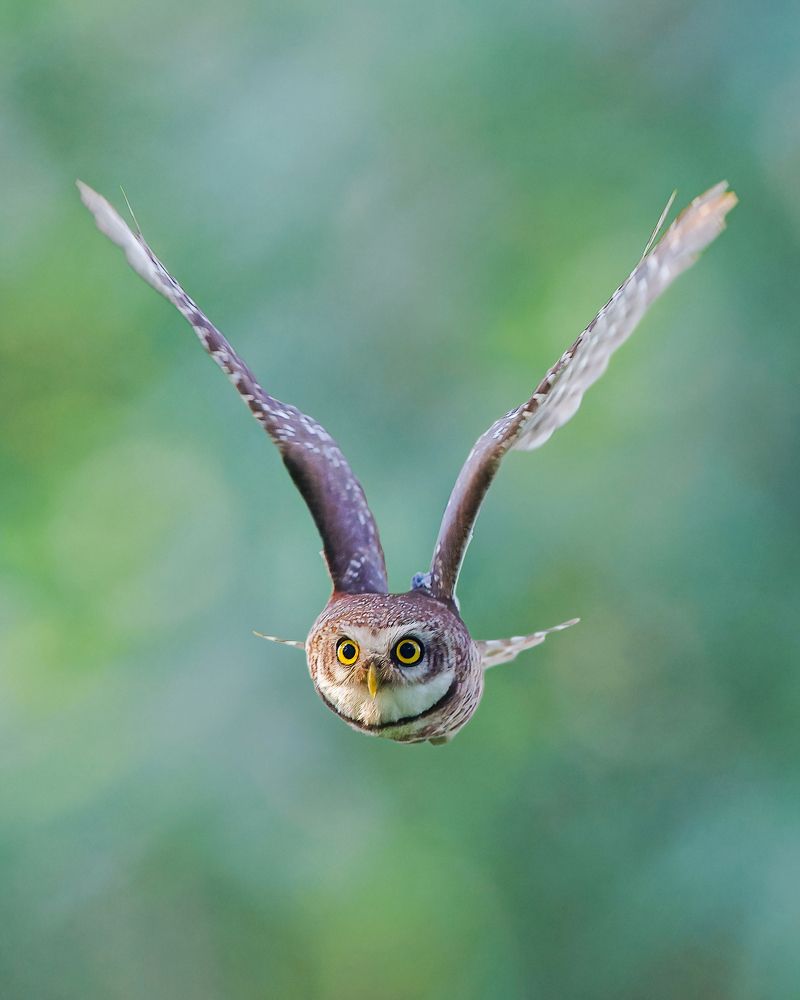 Photograph by Arindam Saha