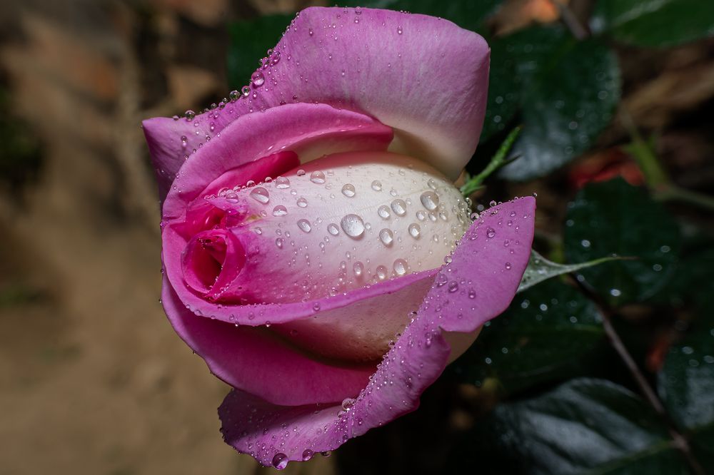 Pink rose