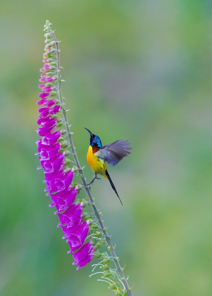 Photograph by Arindam Saha