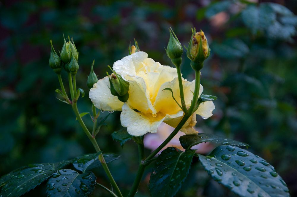 После дождя