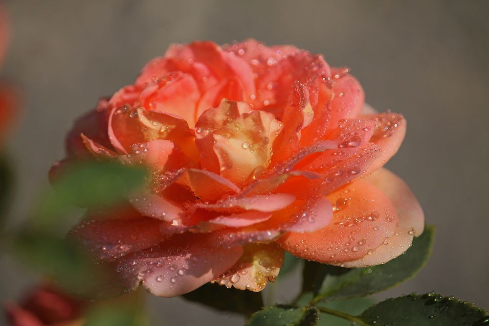 Photograph by Тамара Кремлева