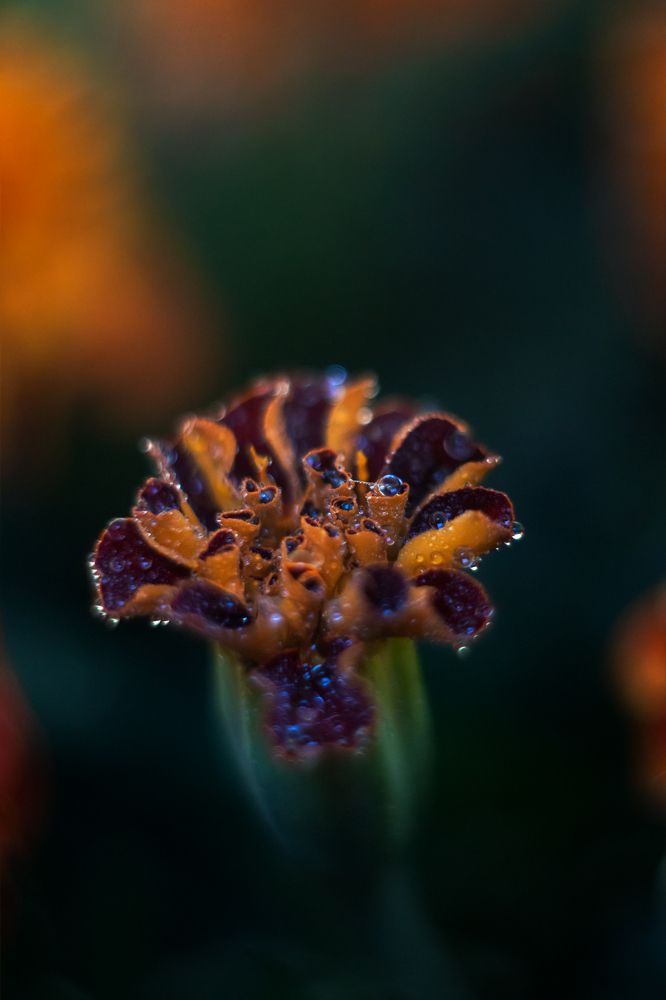 Photograph by Анна Дубинина