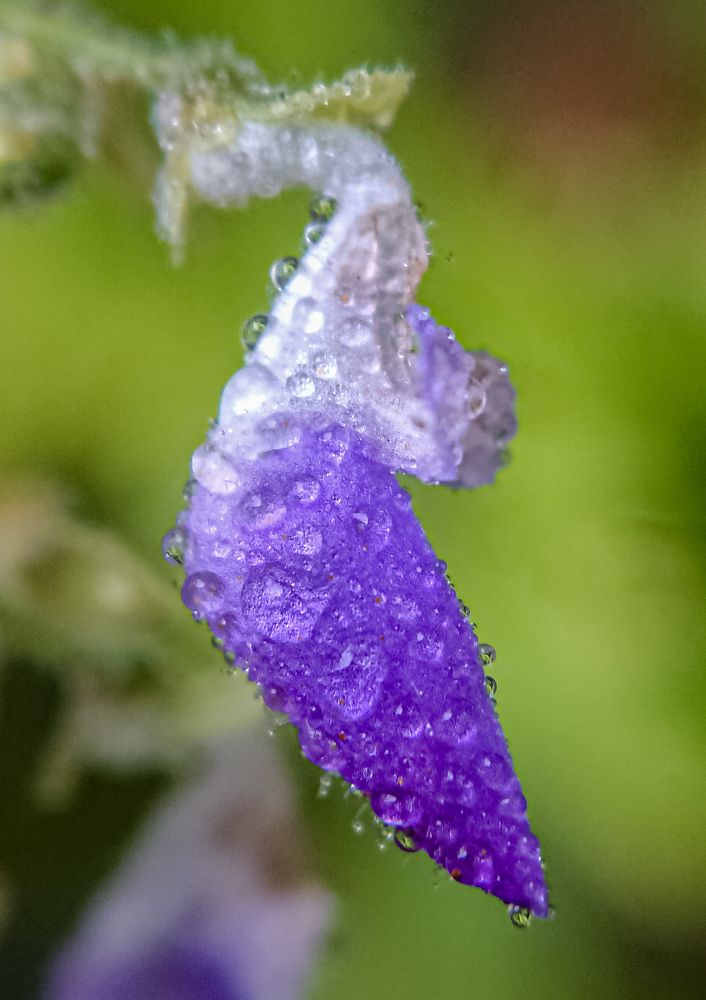 Photograph by M.Maleesha Sathsara Perera