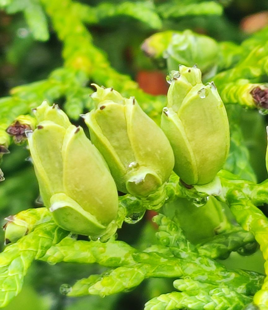 Три  грации