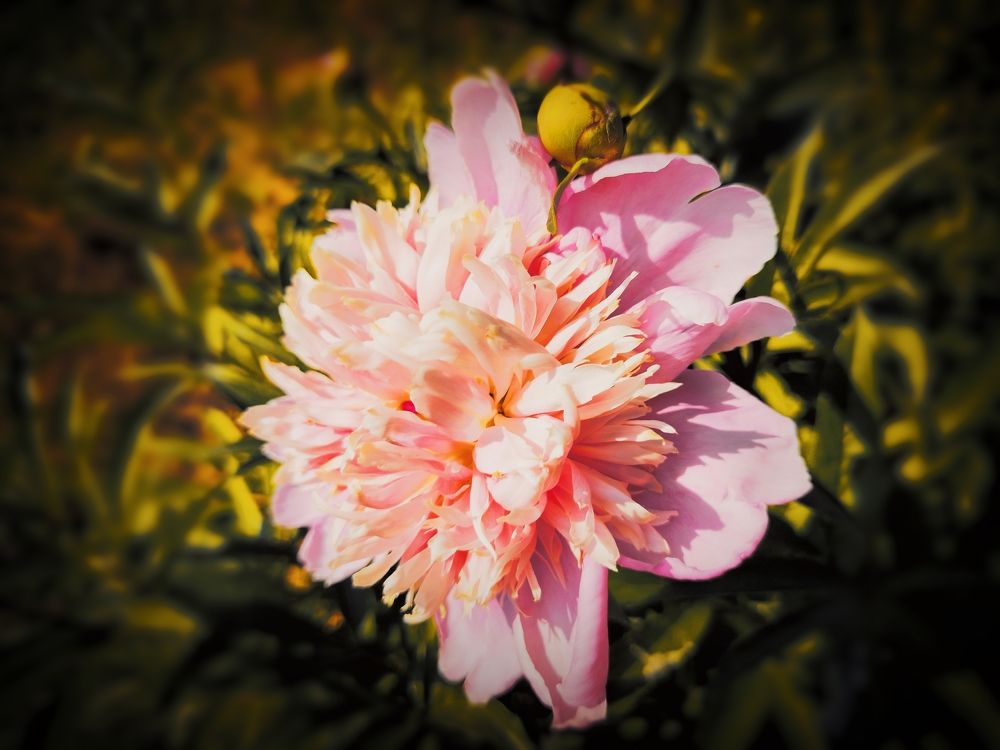 Photograph by Юлия Кулагина