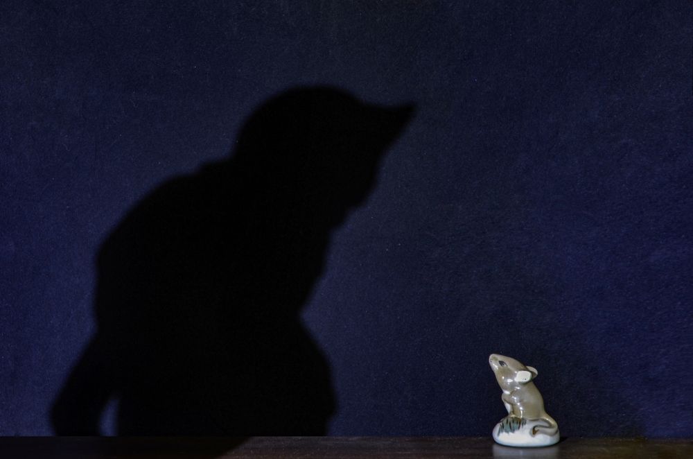 Мышь случайно пробегала...