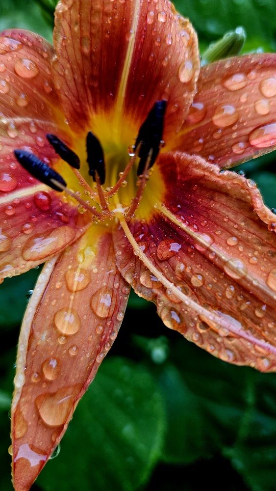 Photograph by Наталья Пагоцкая