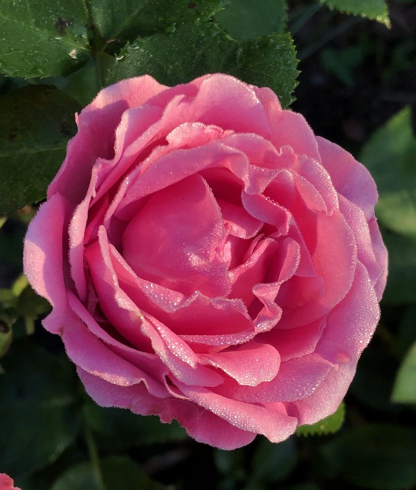 Photograph by Марина Георгиева