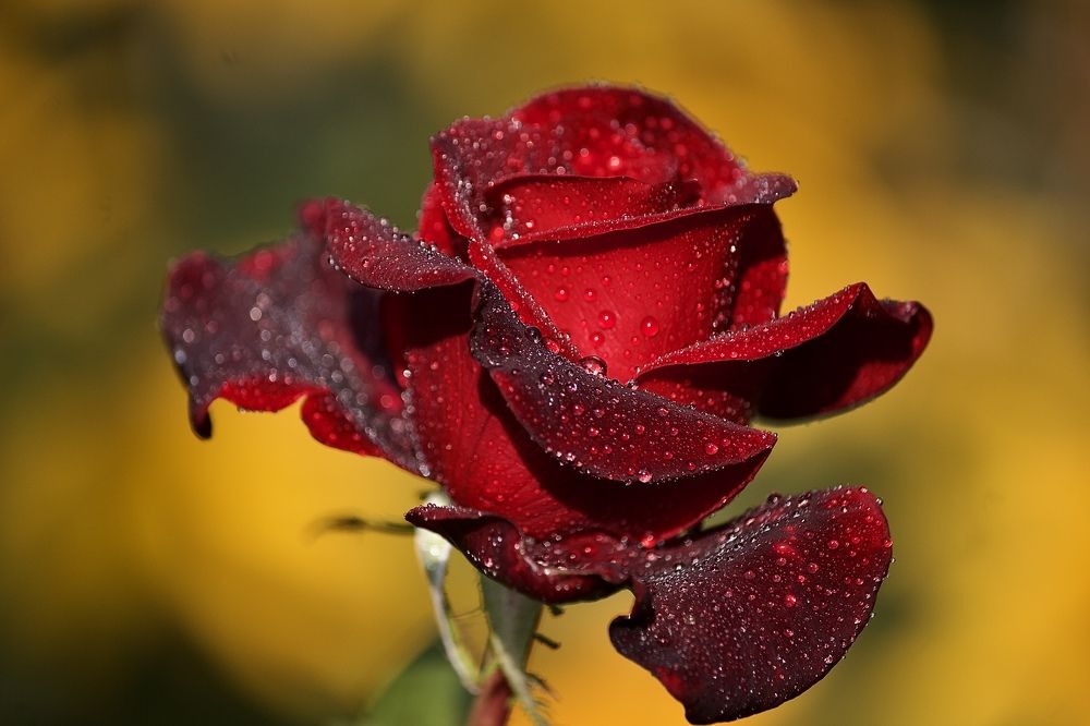 Photograph by Лариса Белашова