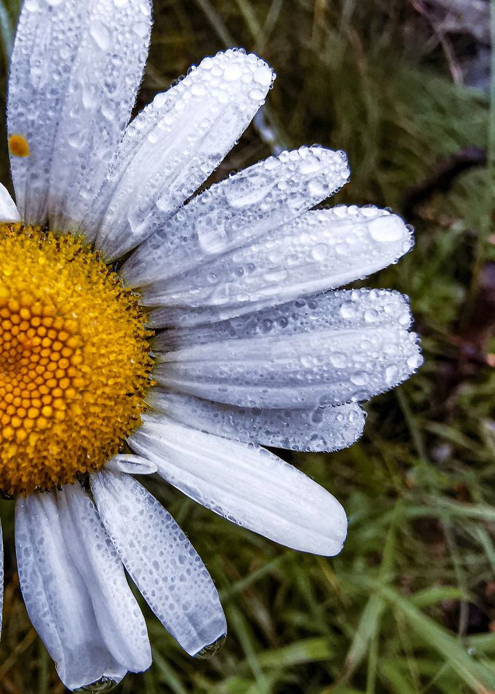 Photograph by Irina Tischer