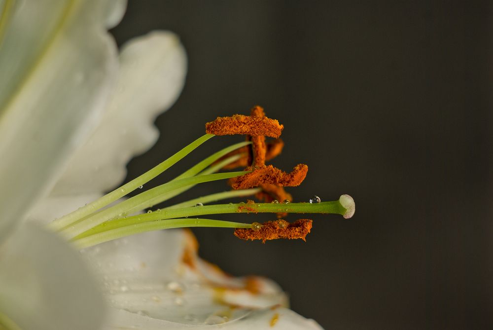 Photograph by Виктория Уварова