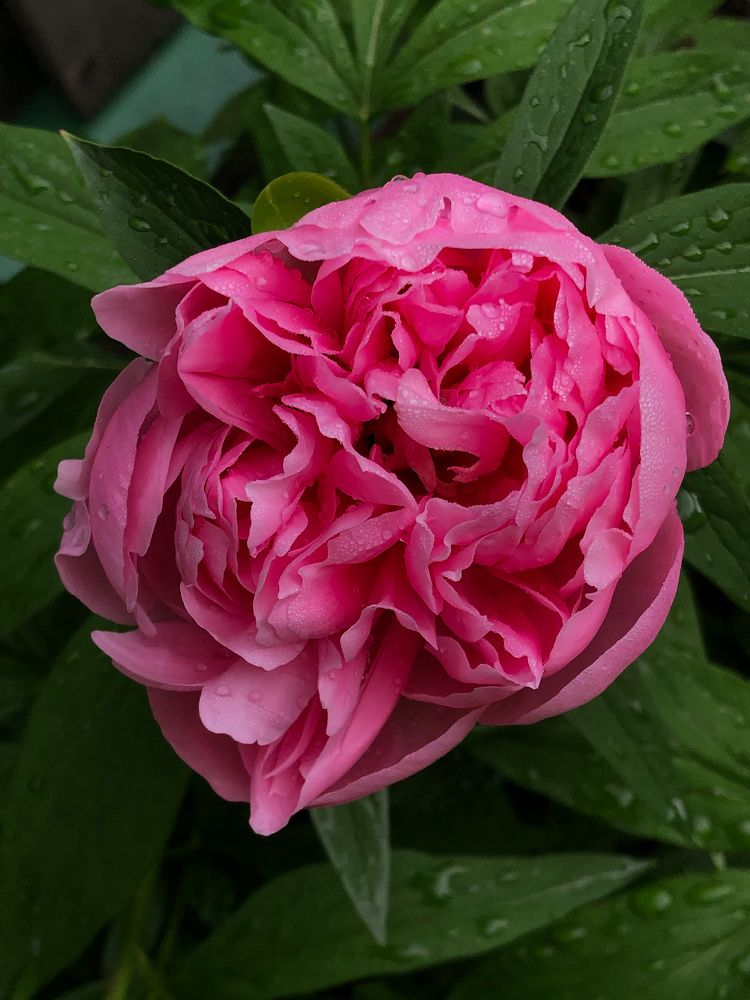 Photograph by Марина Георгиева