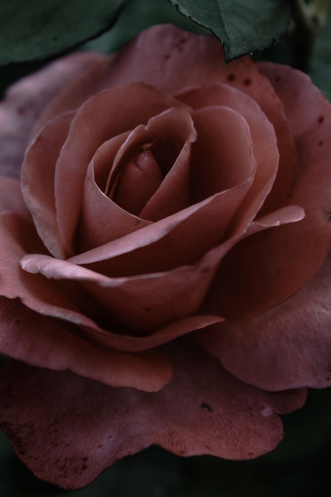 Photograph by Анастасия Псарёва