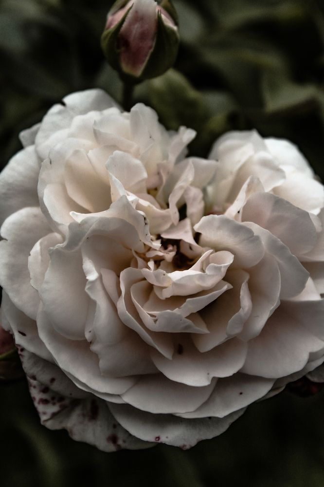 Photograph by Анастасия Псарёва