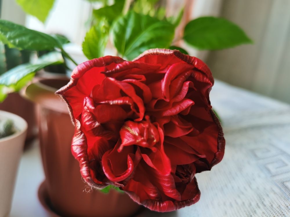 Photograph by Анастасия Мальцева