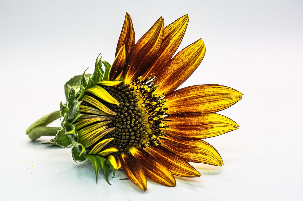 Photograph by Муза Латинская