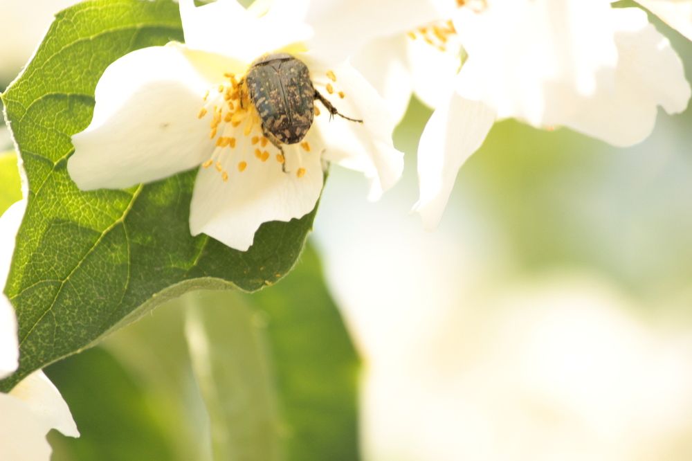 Photograph by Екатерина Александровна