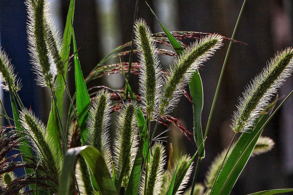 В контровом