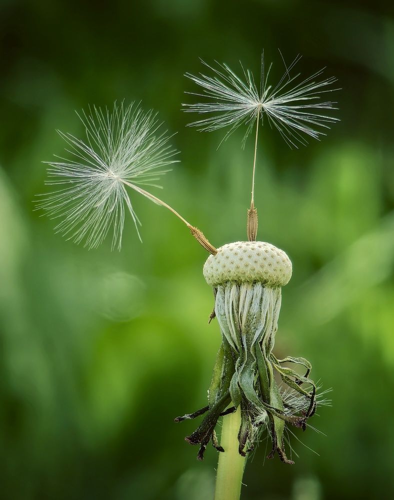 Photograph by Михаил Саидов