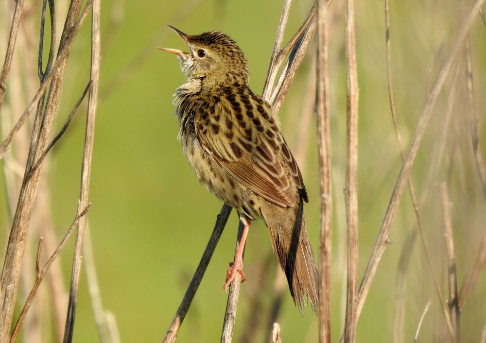 Photograph by Татьяна Калугина