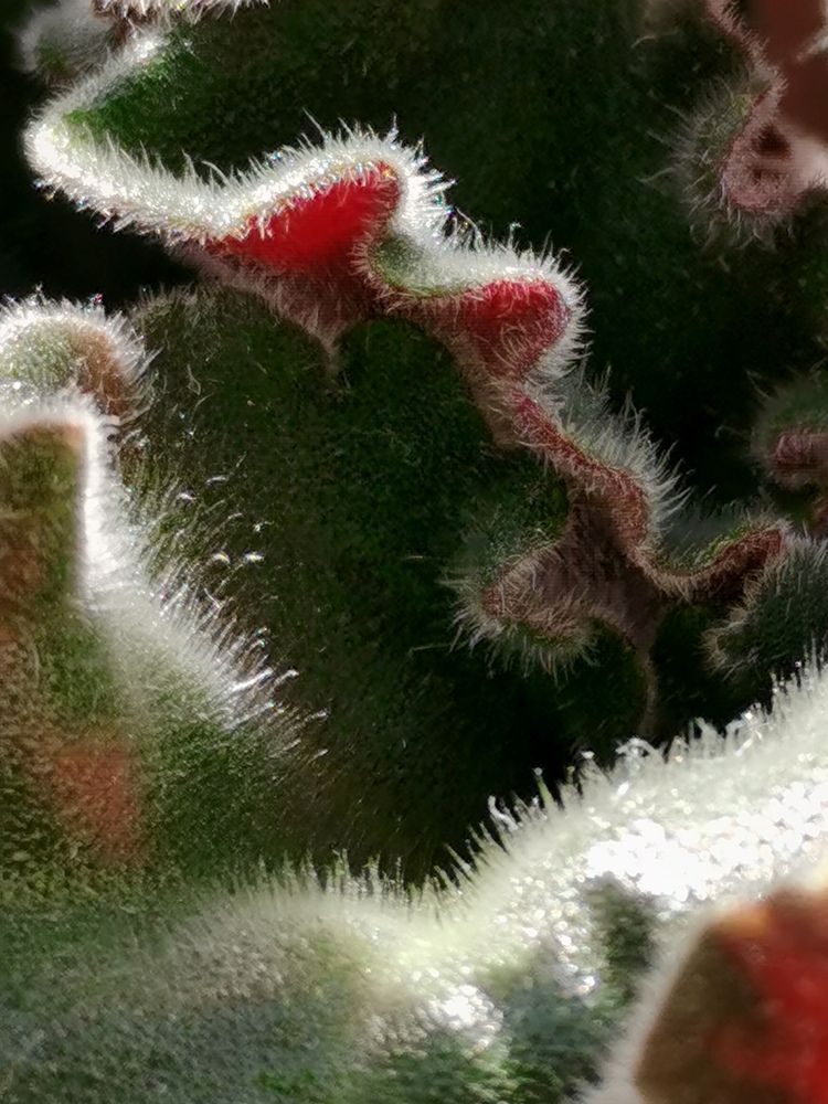 Photograph by Юлия Чичагова