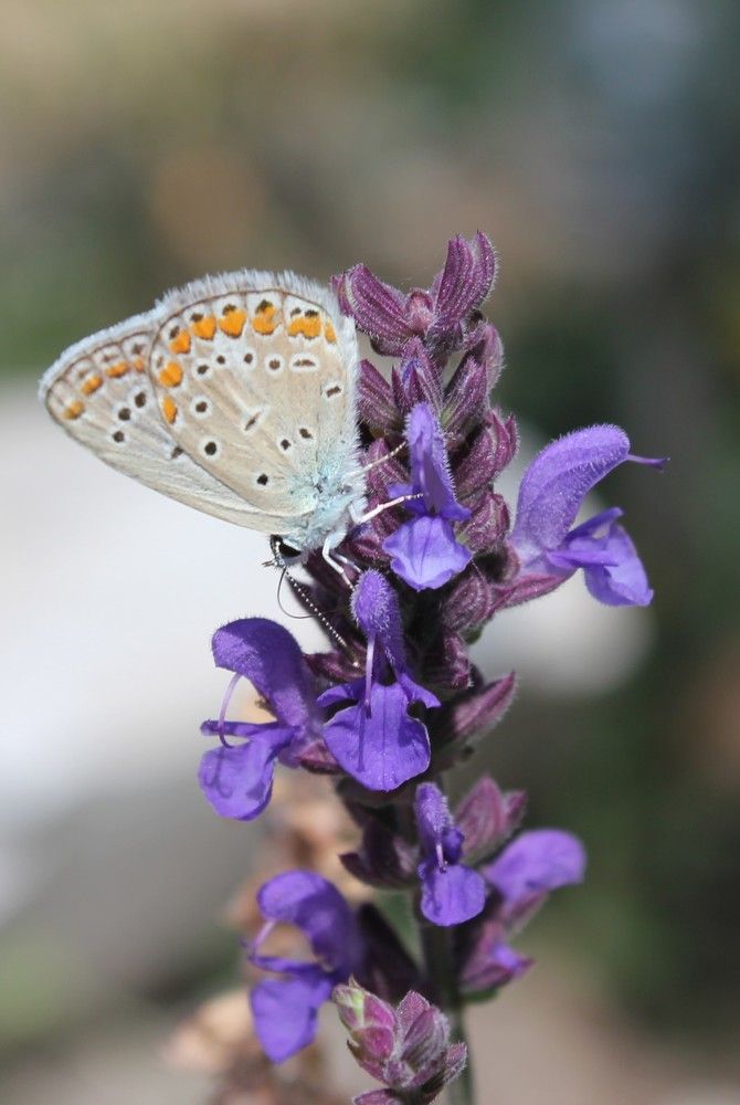Photograph by Карина Варюхина