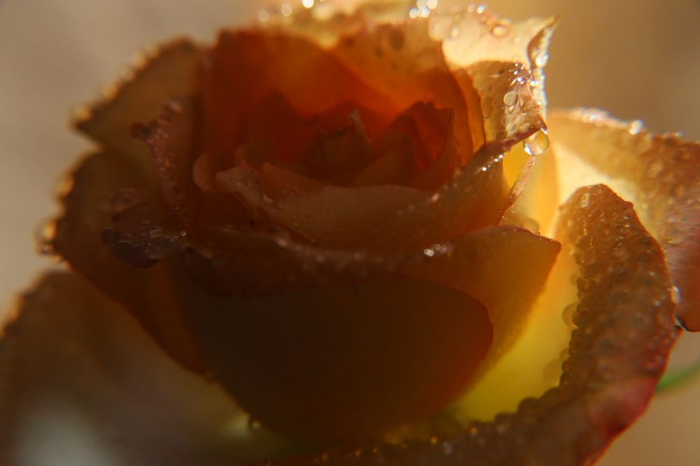 Photograph by Елена Клементьевская