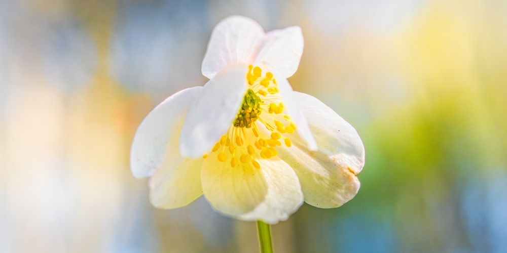 Photograph by Jan Musil