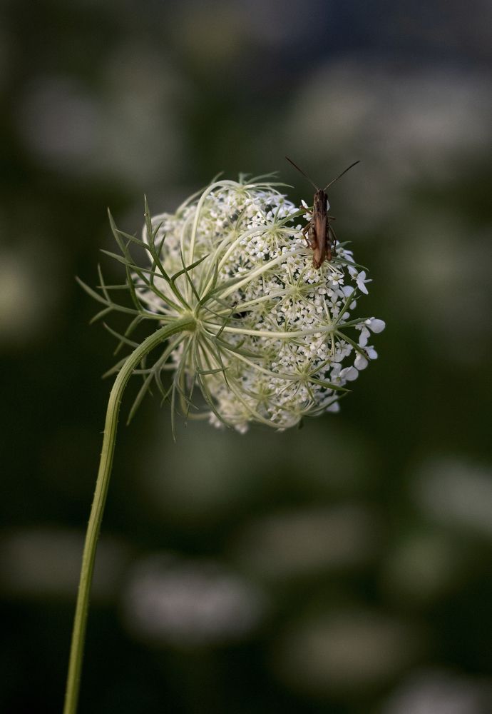 Photograph by Katerina Makhtadui