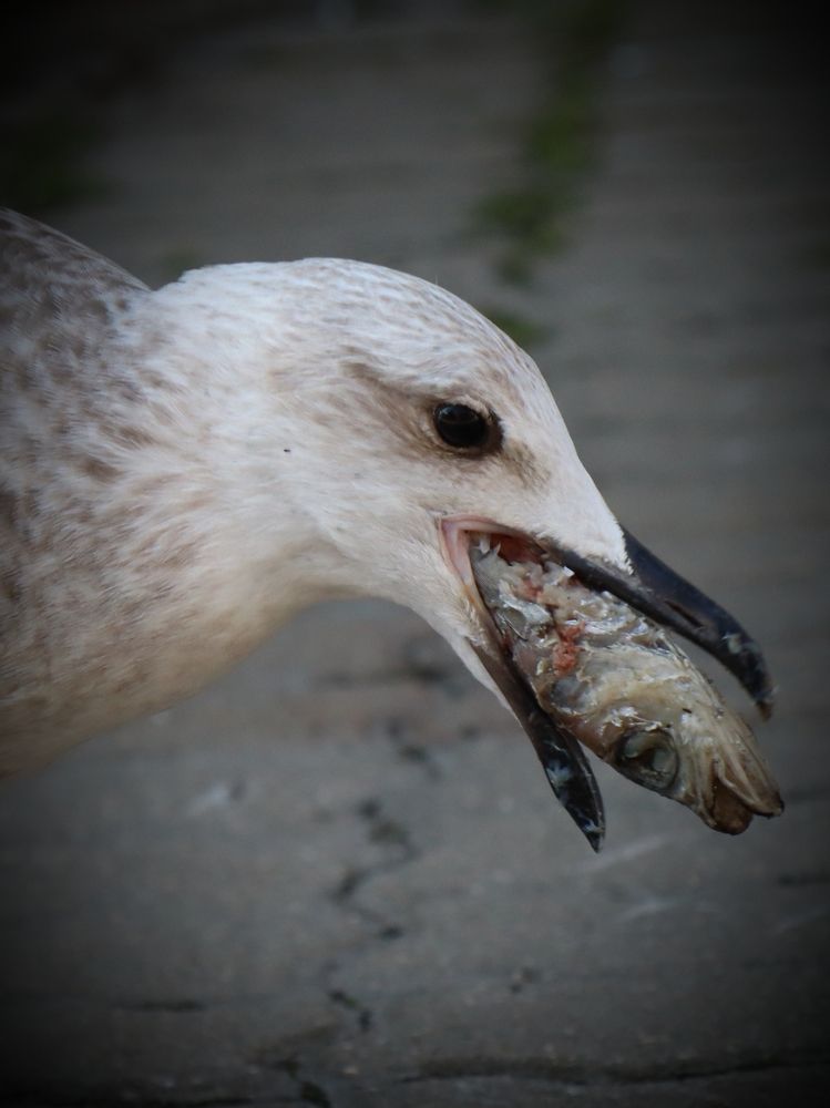 Photograph by Лолита Богачева