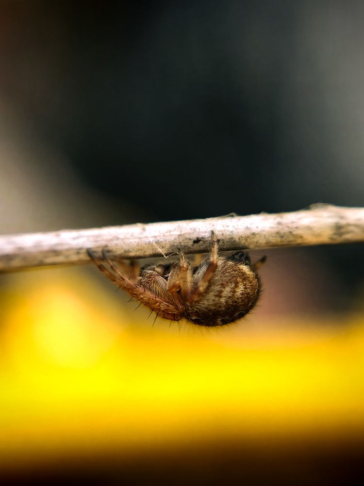 Photograph by Любовь Коровацкая