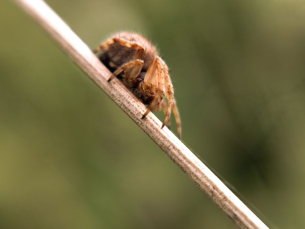 Photograph by Любовь Коровацкая