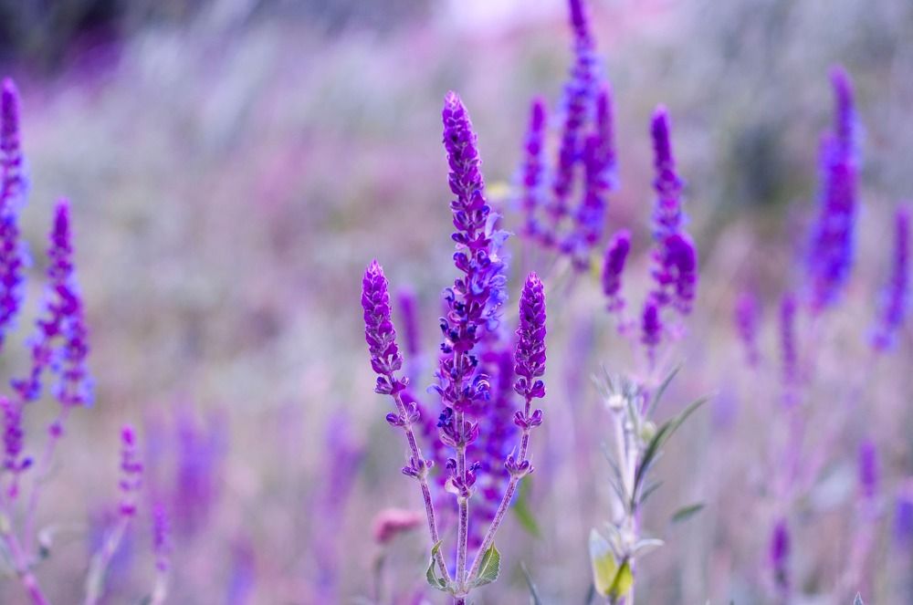 Photograph by Helena Proshkina