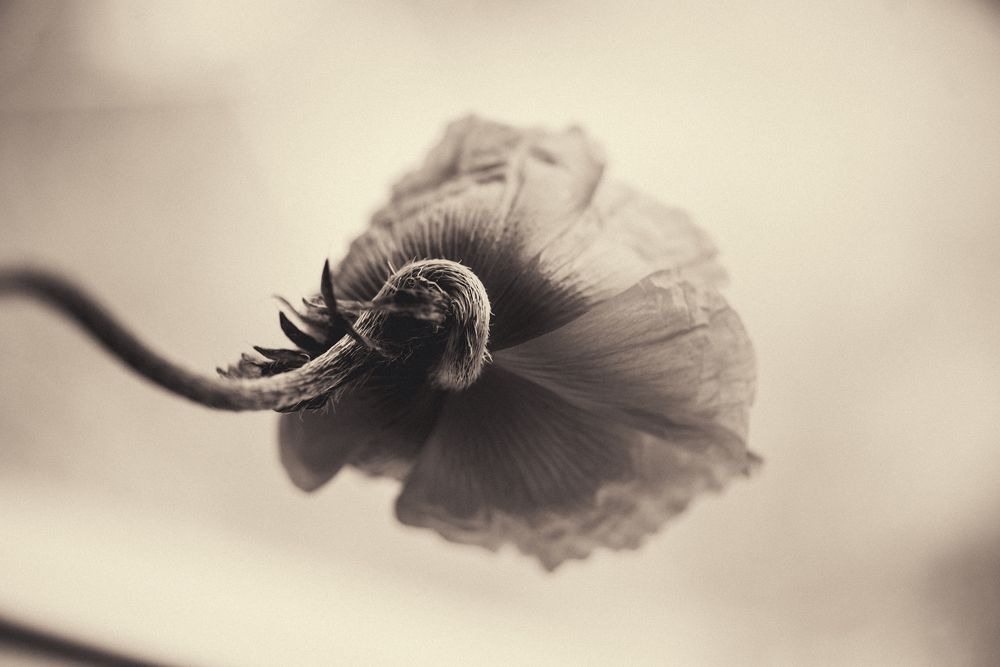 Photograph by Юлианна Митрофанова