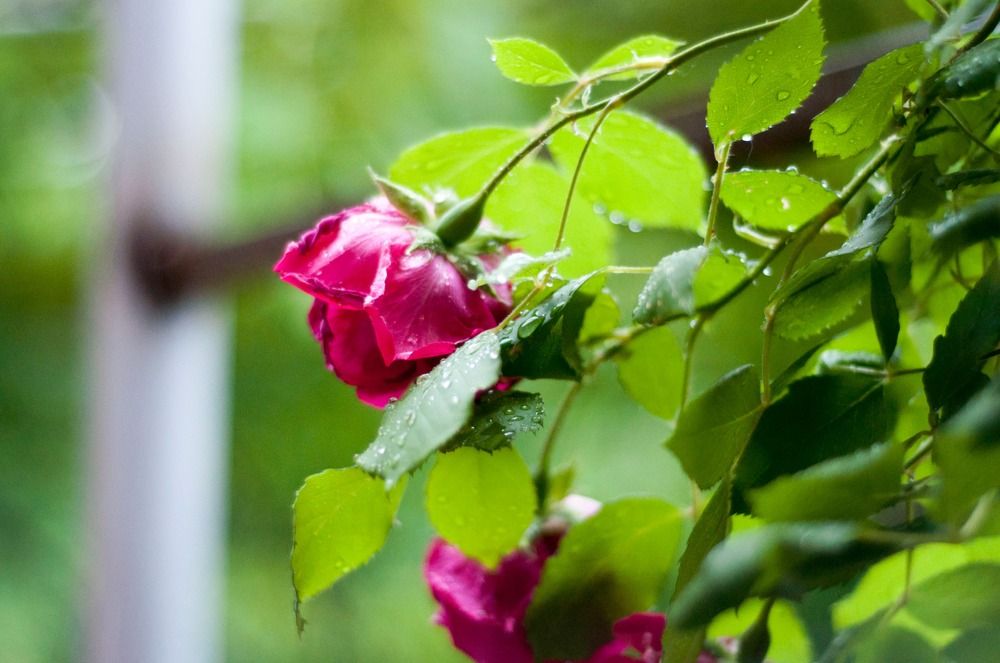 Photograph by Helena Proshkina