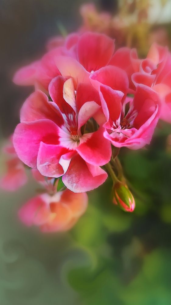 Photograph by Алла Холодова