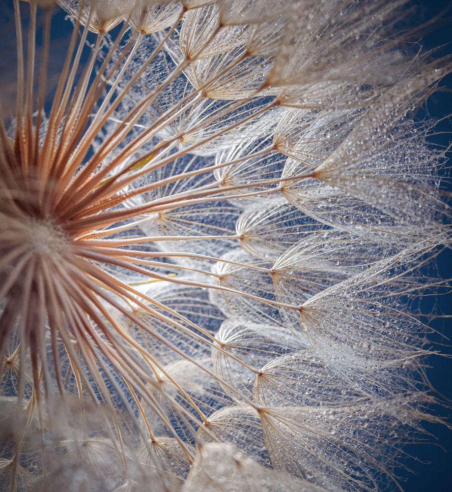 Золотистые пушинки