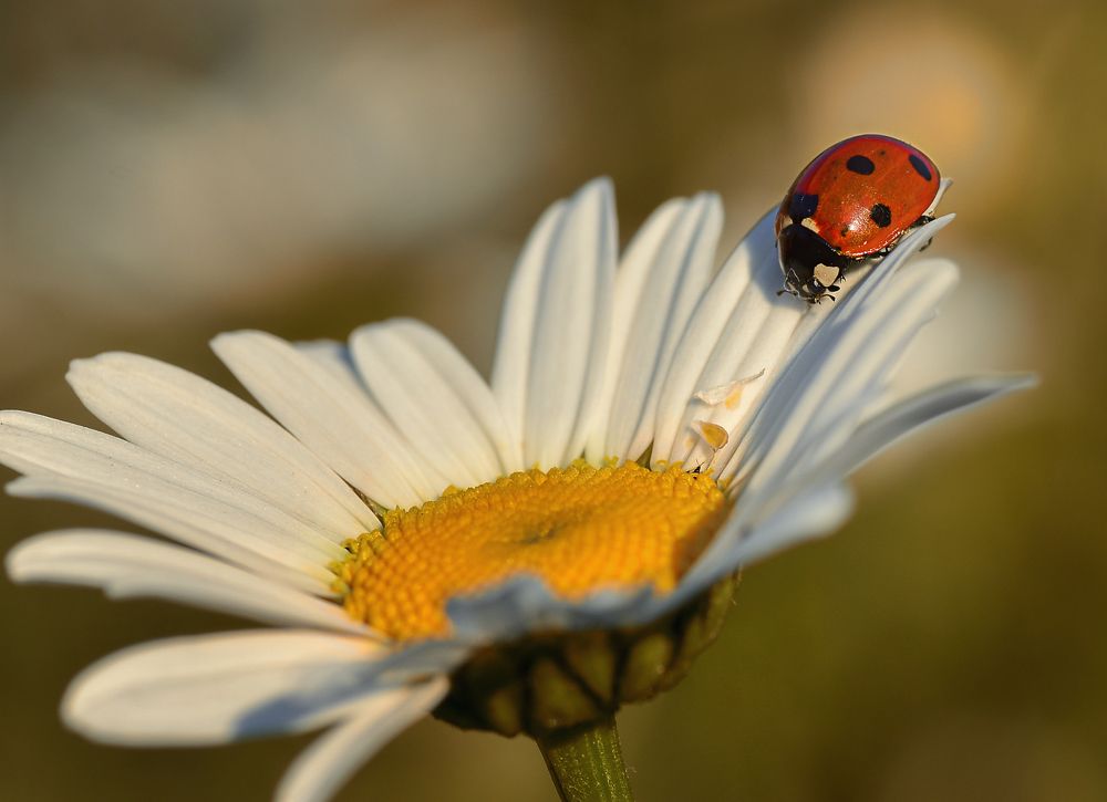 Photograph by Natalia Bolotenkova