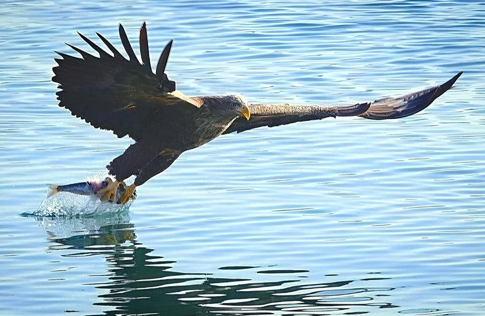 Сегодня рыбный день.