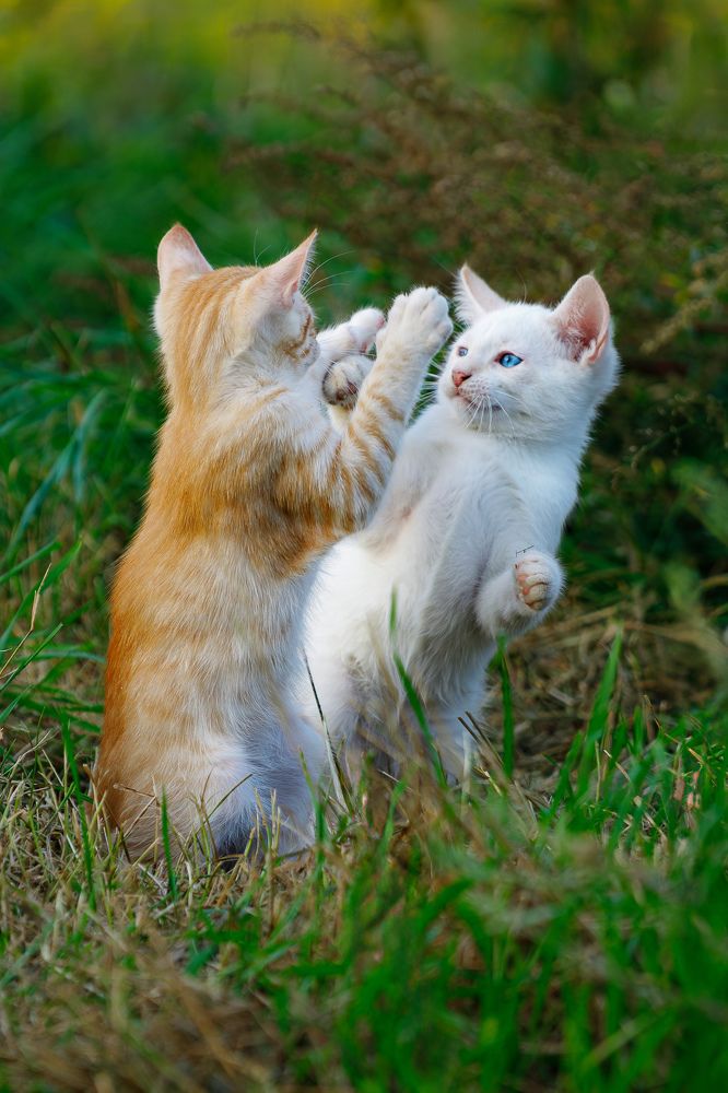 «One… Two… Three… FIGHT!»