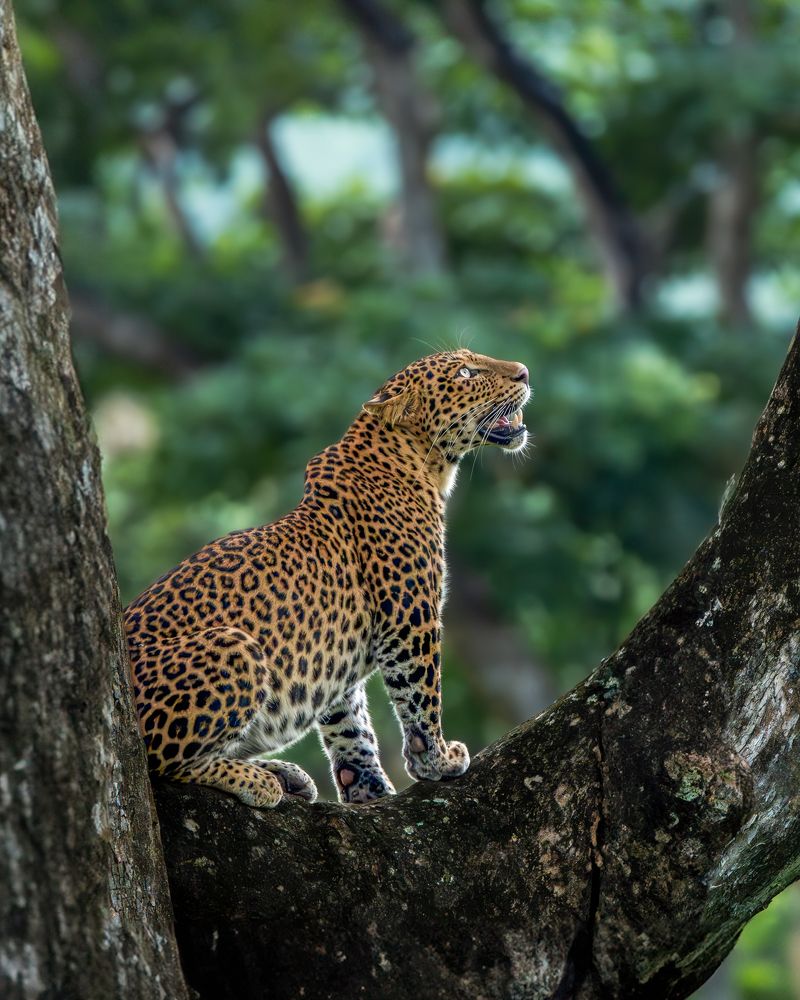 Photograph by Vipin P C