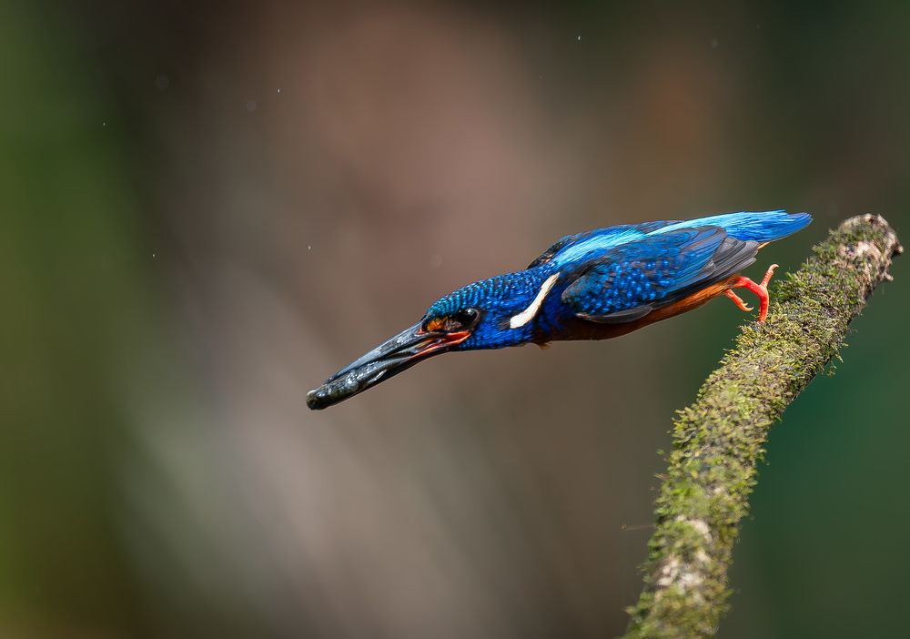 Blue Eared Kingfisher