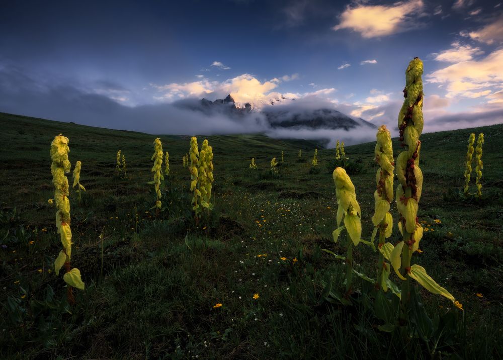 Genyen Mountain and Rheum Alexandrae
